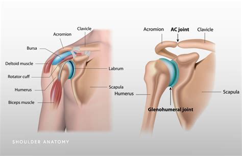 Shoulder Joint Muscles