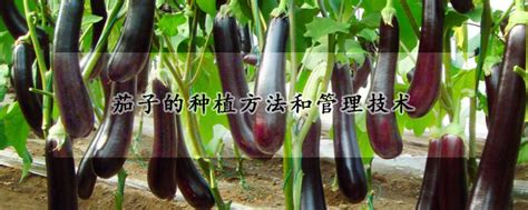 茄子的种植方法和管理技术 发财农业网