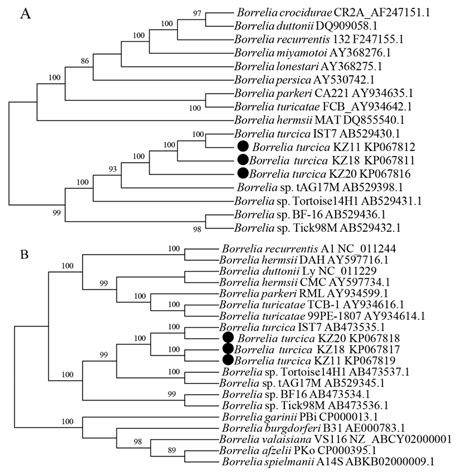 Phylogenetic Analysis Based On Glpq A And Gyrb B Genes Of The Genus