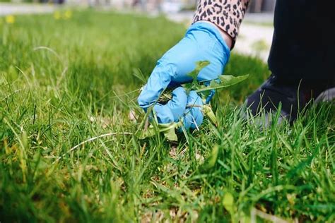 Proven Organic Solutions For Controlling Weeds In Your Lawn