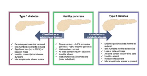 The Pancreas in Health and in Diabetes – Diabetologia