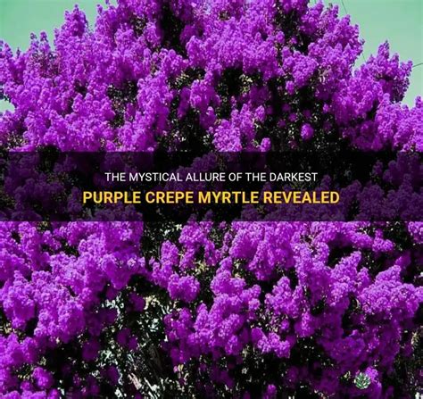 The Mystical Allure Of The Darkest Purple Crepe Myrtle Revealed Shuncy