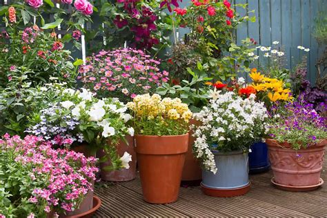 15 Dazzling Container Plant Ideas For Full Sun Plantglossary