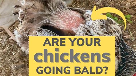 Why Your Chickens Are Losing Their Feathers It S Molting Season YouTube