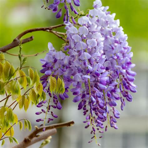 Wild About Wisteria Flower Magazine