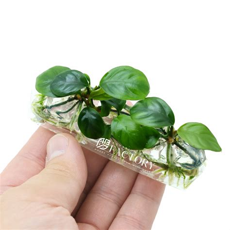 Products – Page 3 – Aquarium Plants Factory