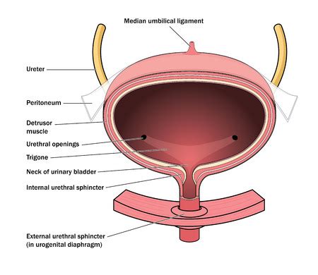 cross section   urinary bladder showing  detrusor muscle