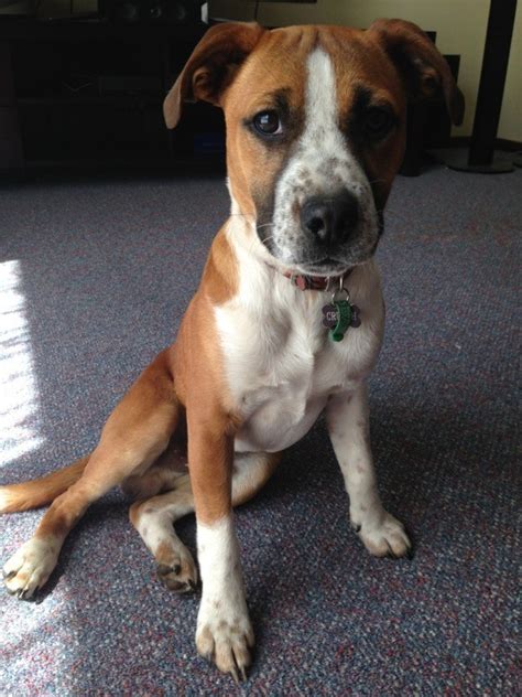 breed   dog thriftyfun