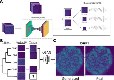 Figure From A Ssim Guided Cgan Architecture For Clinically Driven