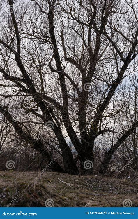 Naked Tree Branches In Sunset Colors Against Calm Shiny Water Stock Image Image Of Shiny