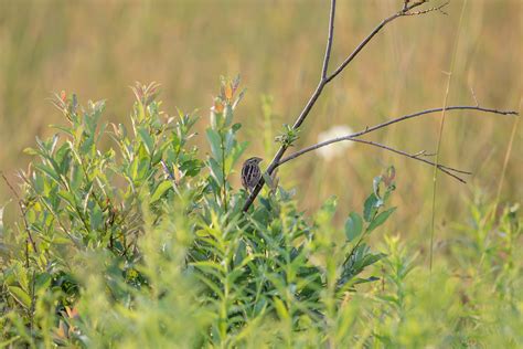 Le Conte S Sparrow Laura Erickson Flickr