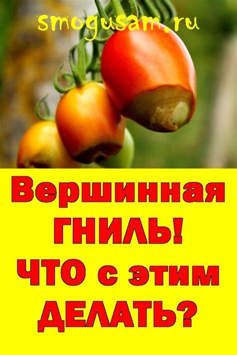 🍅Вершинная гниль на томатах! Как спасти урожай? Самое лучшее средство ...