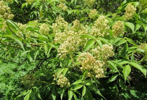 Бузина сибирская (Sambucus sibirica): описание и фото декоративных ...