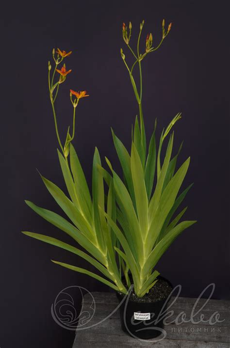 Беламканда китайская (Belamcanda chinensis) - Беламканда китайская