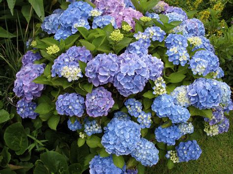 How To Revive Your Hydrangea Plant This Works Grow Your Yard