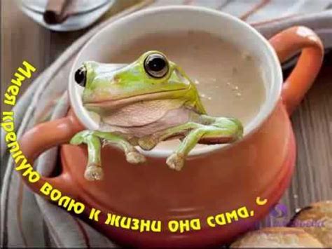 Никогда не сдаваться! Притча про двух лягушек! - YouTube