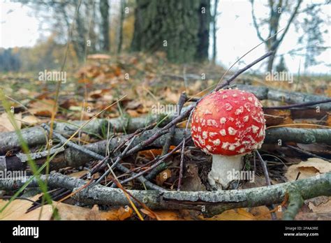 Fly Agaric Autumn Forest Mushroom Stock Photo Alamy