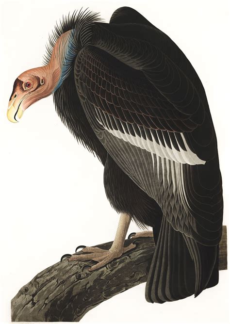 Джон Джеймс Одюбон (John James Audubon): птицы Америки, Flamingo, Elk и ...