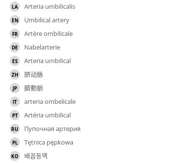 Umbilical artery - vet-Anatomy - IMAIOS