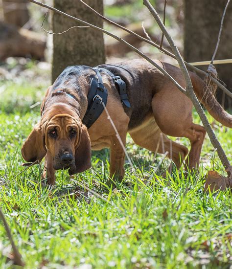 bloodhound dog breed center     pros  cons