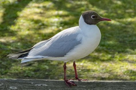 В Подмосковье разрешили охотиться на чаек - Подъём