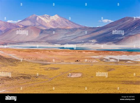 altiplano los flamencos national reserve atacama desert