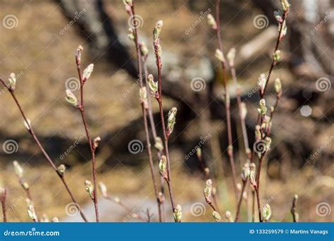 Naked Tree Branches In Late Autumn With No Leaves Stock Image Image Of Insect Wood