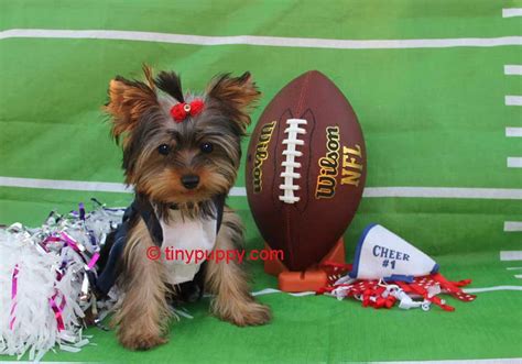 Teacup Yorkie Mindy. X tra Tiny Girl - Tinypuppy