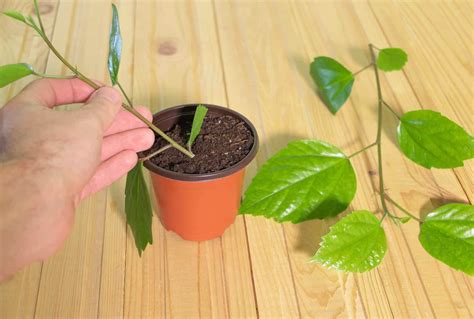 Indoor Plant Propagation: From Seeds to Saplings the Best Beginner's Guide - houseplantharmony.com