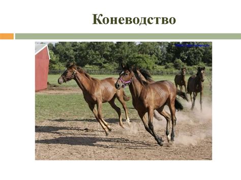 Животноводство - презентация онлайн