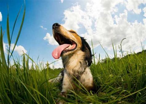 nature dog  ideas  meanings top dog tips