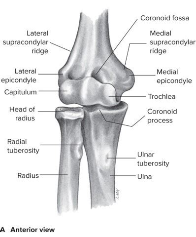 Chapter The Elbow And Radioulnar Joints Flashcards Quizlet