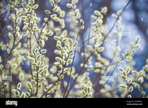 Pussy Willow Branches With Catkins Spring Background Stock Photo Alamy