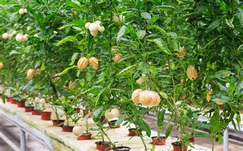 fire  life ginseng fruit seeds fridayw