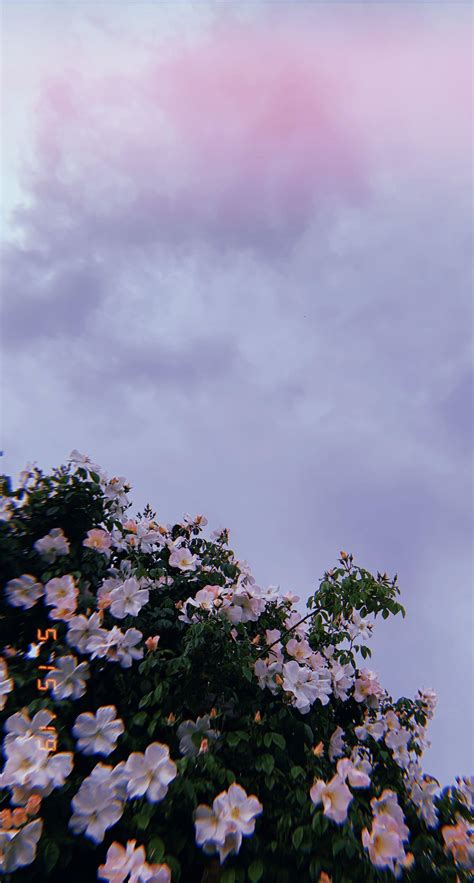 Beautiful Aesthetic Wallpapers - Top Free Beautiful Aesthetic ...