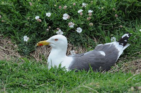 Species of the Laridae family - Birdier