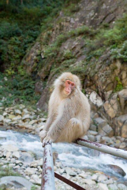 Premium Photo Monkey Looking Away While Sitting Outdoors