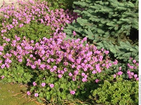 Герань кантабриджийская (Geranium cantabrigense Cambridge)