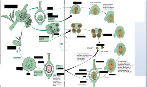 Angiosperm Life Cycle Diagram Quizlet