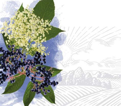 Бузина черная: польза и вред для здоровья, применение