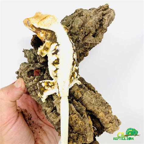 Lily White Crested Gecko For Sale All White Crested Geckos For Sale