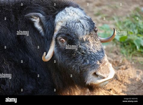 Ox head hi-res stock photography and images - Alamy