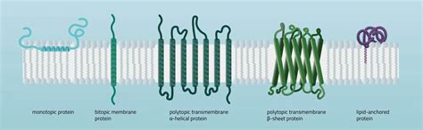 Membrane Proteins Definition Types And Functions