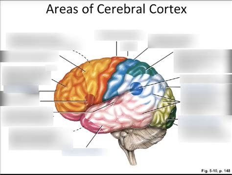 Areas And Functions Of Cerebral Cortex Diagram Quizlet