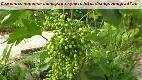 Виноград Энергодар смотрим оплодотворение и размер грозди на кусте в ...