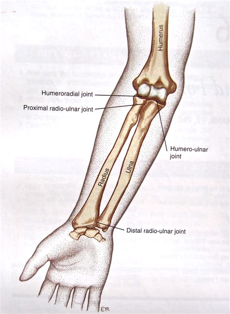 Distal And Proximal Anatomy Proximal Tibia Anatomy (A) And Normal