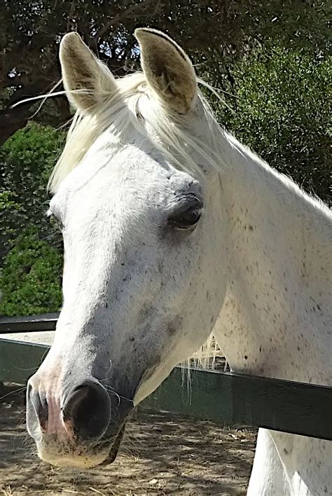Abha Horse Rescue Spain