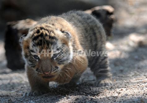 シベリアトラの3つ子の赤ちゃん、仏動物園にお目見え 写真4枚 国際ニュース：afpbb News