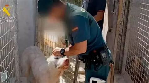 Investigadas Personas Por Mutilar A Perros En Una Operaci N