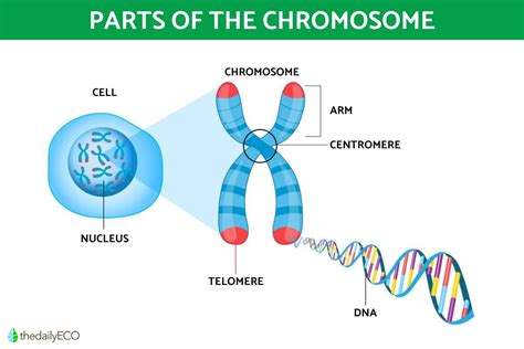 chromosomes      types  examples